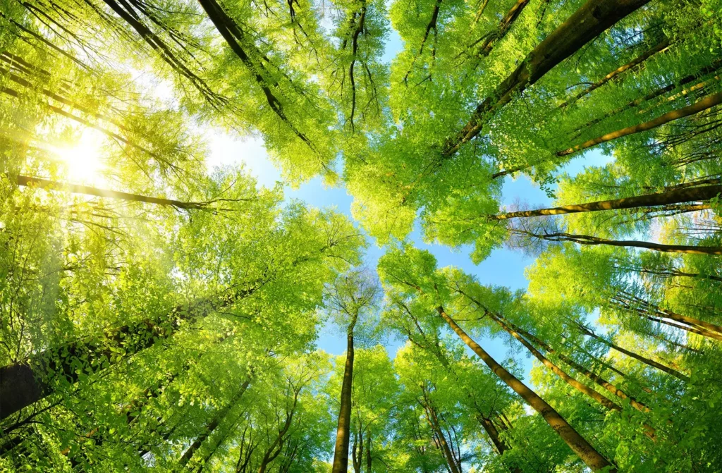 Natürlich wohnen - Umwelt schonen